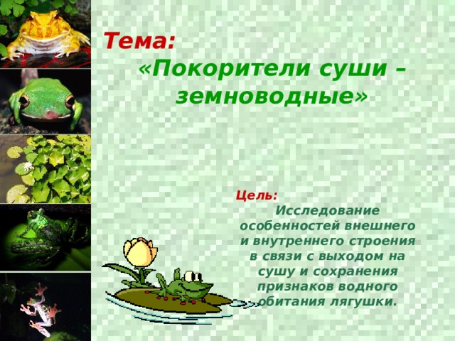 Тема: «Покорители суши – земноводные» Цель:  Исследование особенностей внешнего и внутреннего строения в связи с выходом на сушу и сохранения признаков водного обитания лягушки.  