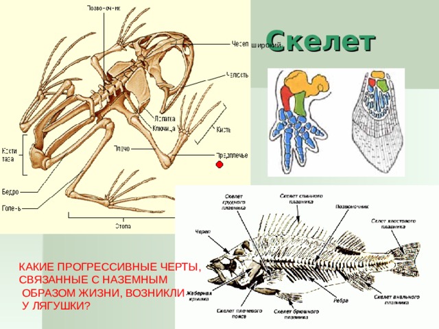 Скелет широкий КАКИЕ ПРОГРЕССИВНЫЕ ЧЕРТЫ, СВЯЗАННЫЕ С НАЗЕМНЫМ  ОБРАЗОМ ЖИЗНИ, ВОЗНИКЛИ  У ЛЯГУШКИ? 