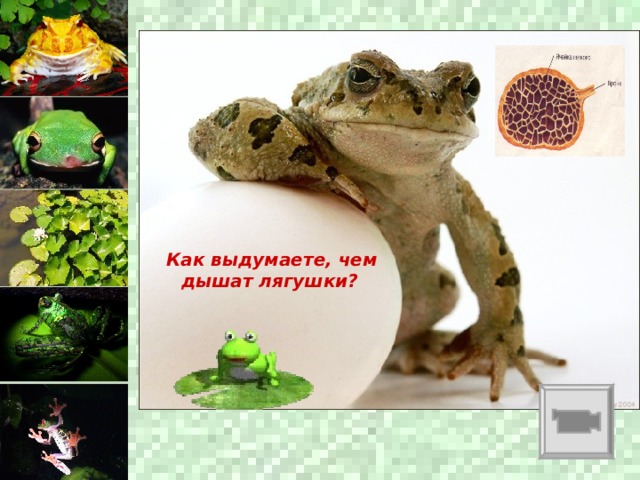  Как выдумаете, чем дышат лягушки?  