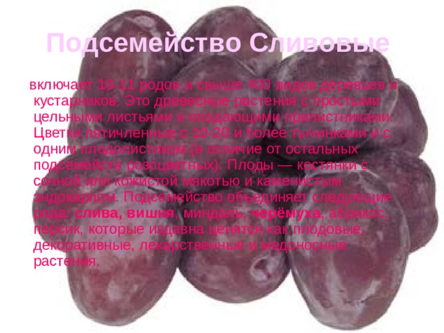 Подсемейство Сливовые  включает 10-11 родов и свыше 400 видов деревьев и кустарников. Это древесные растения с простыми цельными листьями и опадающими прилистниками. Цветки пятичленные с 10-20 и более тычинками и с одним плодолистиком (в отличие от остальных подсемейств розоцветных). Плоды — костянки с сочной или кожистой мякотью и каменистым эндокарпом. Подсемейство объединяет следующие рода: слива, вишня , миндаль, черёмуха , абрикос, персик, которые издавна ценятся как плодовые, декоративные, лекарственные и медоносные растения. 