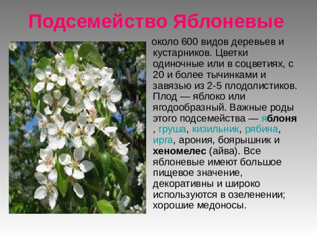 Подсемейство Яблоневые  около 600 видов деревьев и кустарников. Цветки одиночные или в соцветиях, с 20 и более тычинками и завязью из 2-5 плодолистиков. Плод — яблоко или ягодообразный. Важные роды этого подсемейства — я блоня , груша , кизильник , рябина , ирга , арония, боярышник и хеномелес (айва). Все яблоневые имеют большое пищевое значение, декоративны и широко используются в озеленении; хорошие медоносы. 