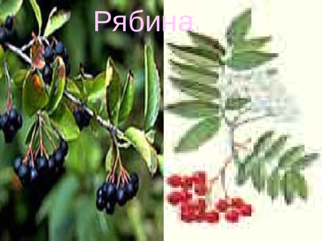 Рябина Рябина 