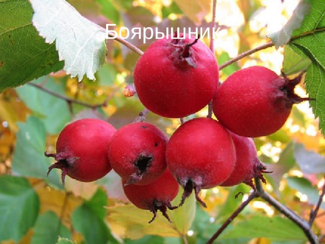 Боярышник 