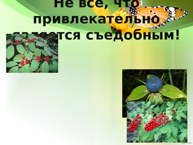 Не всё, что привлекательно является съедобным! 