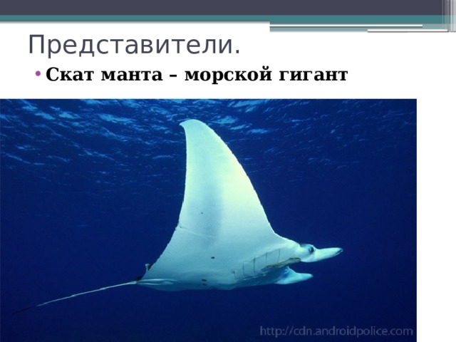 Представители. Скат манта – морской гигант 