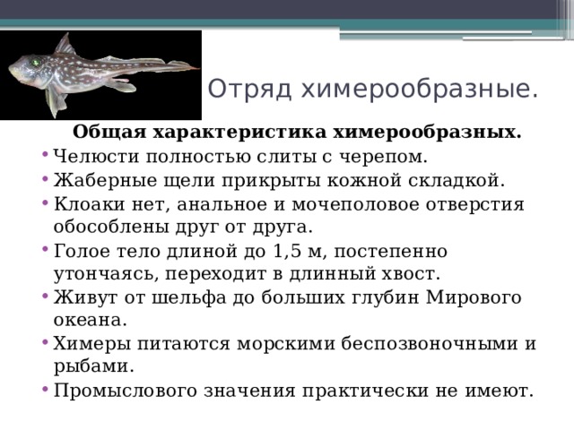  Отряд химерообразные.  Общая характеристика химерообразных. Челюсти полностью слиты с черепом. Жаберные щели прикрыты кожной складкой. Клоаки нет, анальное и мочеполовое отверстия обособлены друг от друга. Голое тело длиной до 1,5 м, постепенно утончаясь, переходит в длинный хвост. Живут от шельфа до больших глубин Мирового океана. Химеры питаются морскими беспозвоночными и рыбами. Промыслового значения практически не имеют. 