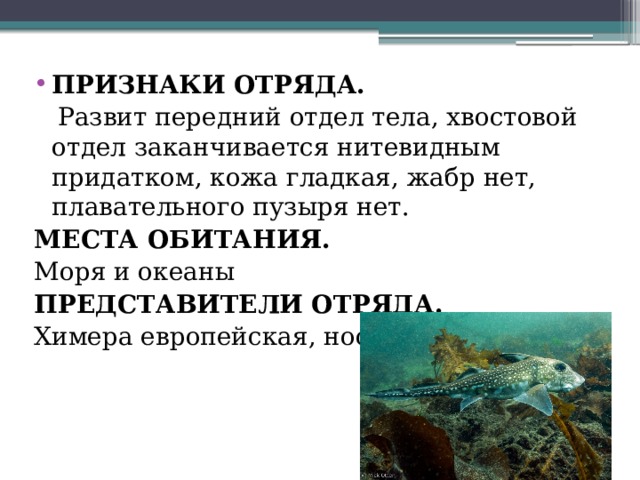 Признаки отряда.  Развит передний отдел тела, хвостовой отдел заканчивается нитевидным придатком, кожа гладкая, жабр нет, плавательного пузыря нет. Места обитания. Моря и океаны Представители отряда. Химера европейская, носатая химера. 