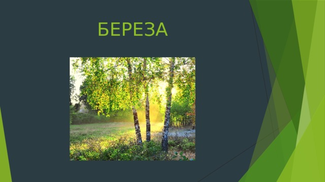 БЕРЕЗА 