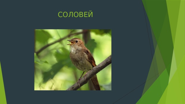 СОЛОВЕЙ 