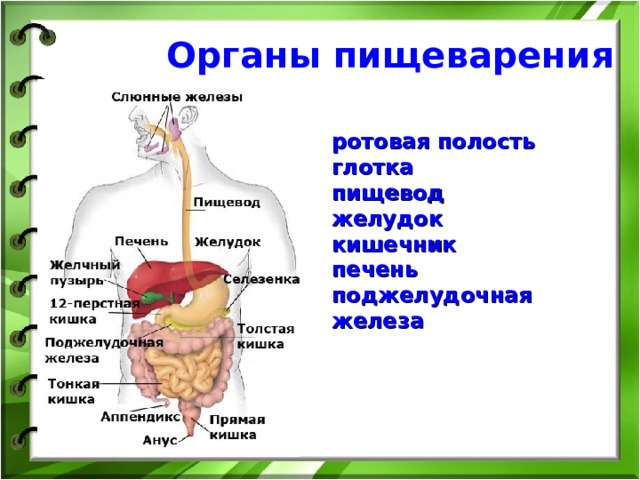  Органы пищеварения ротовая полость глотка пищевод желудок кишечник печень поджелудочная железа 