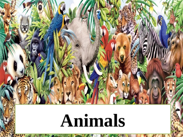 Animals 