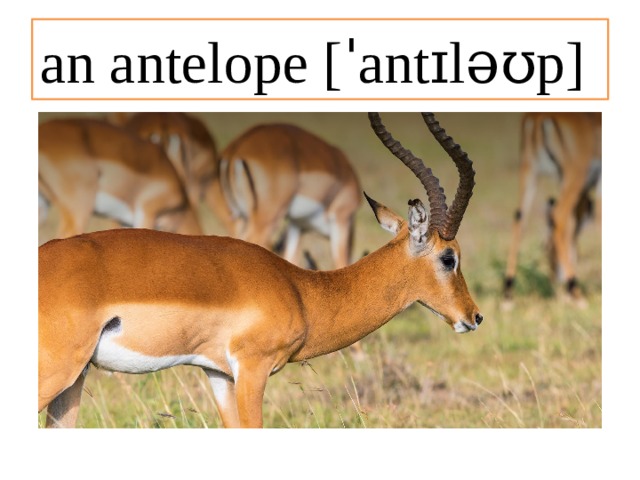 an antelope [ˈantɪləʊp] 
