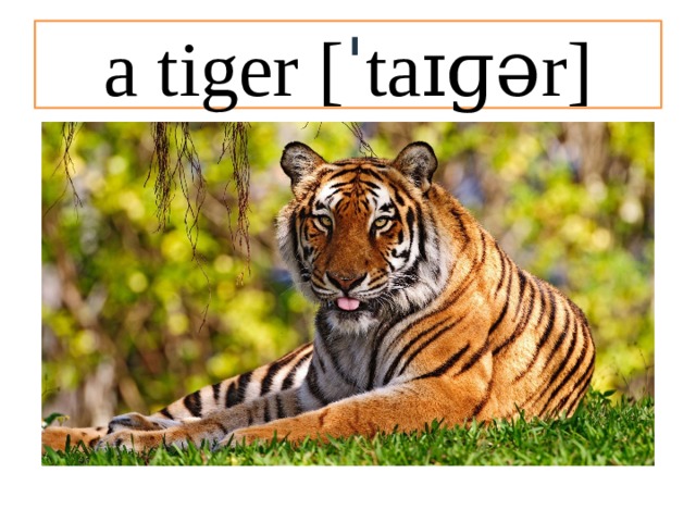 a tiger [ ˈ taɪɡər] 