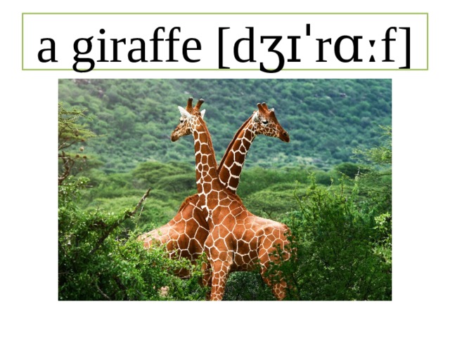 a giraffe [dʒɪˈrɑːf] 