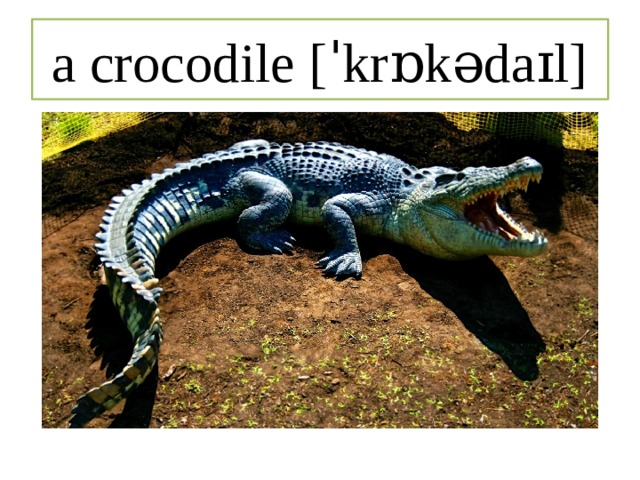 a crocodile [ˈkrɒkədaɪl] 