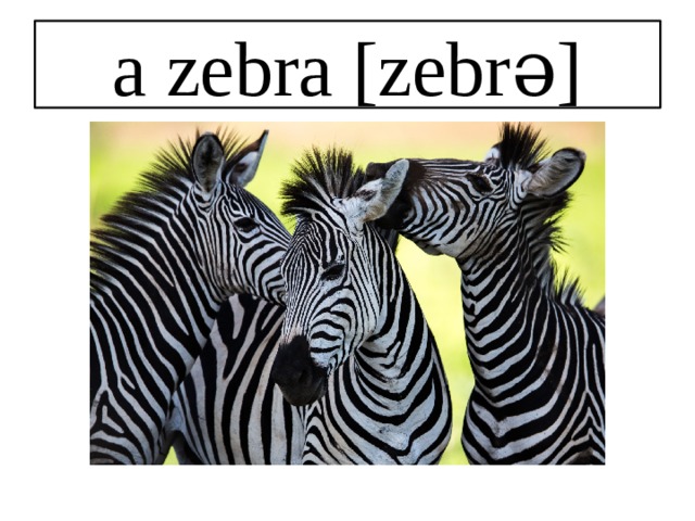 a zebra [zebrə] 
