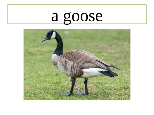 a goose 