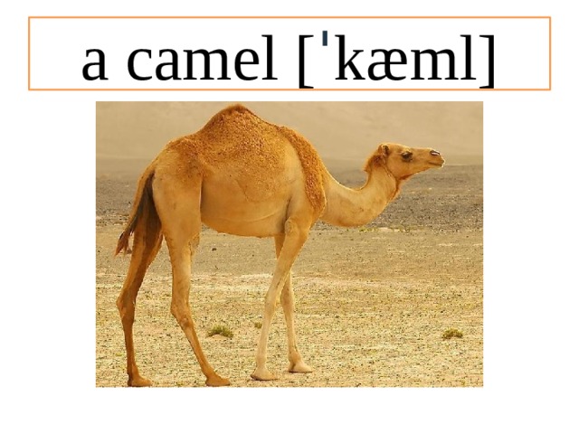 a camel [ ˈ kæml] 