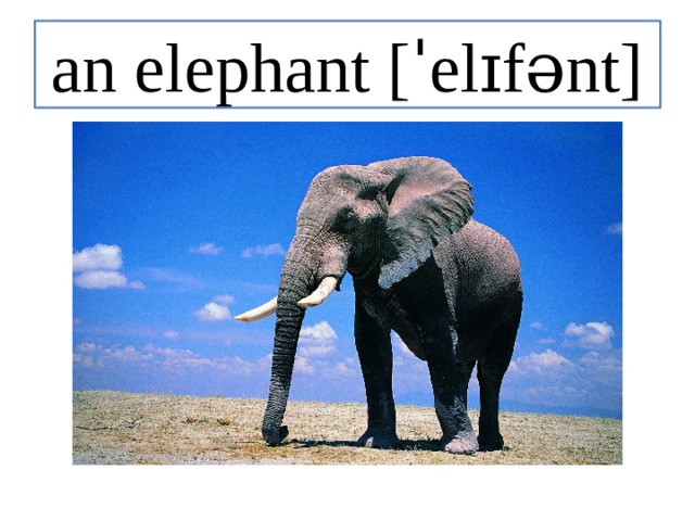 an elephant [ˈelɪfənt] 