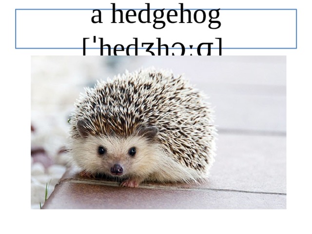 a hedgehog [ˈhedʒhɔːɡ] 