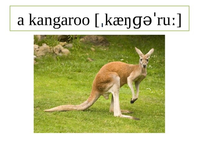 a kangaroo [ ˌ kæŋɡəˈruː] 