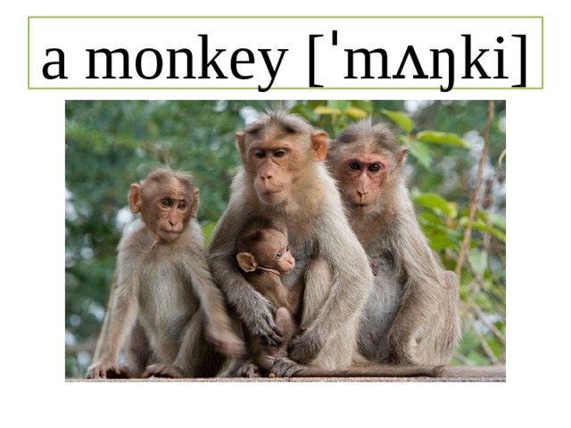 a monkey [ˈmʌŋki] 
