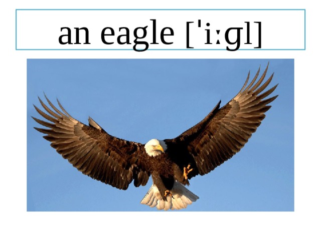 an eagle [ˈiːɡl] 