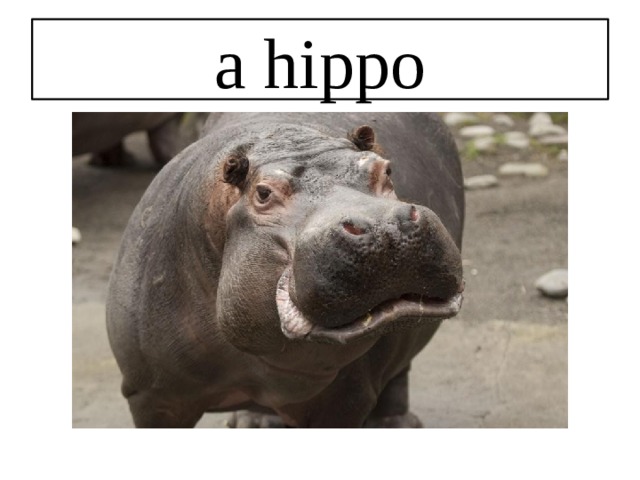 a hippo 