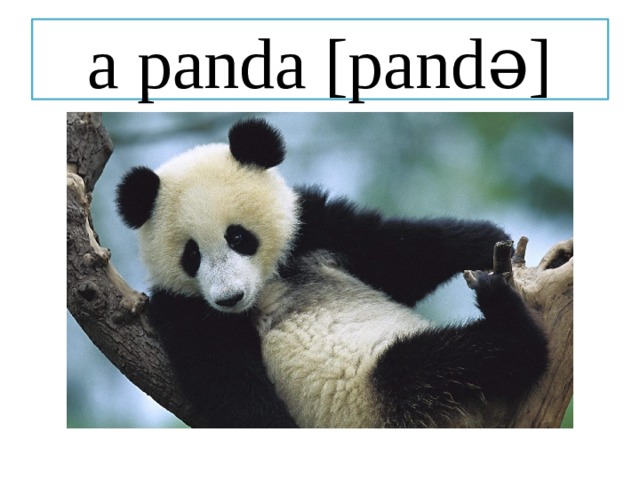 a panda [pandə] 