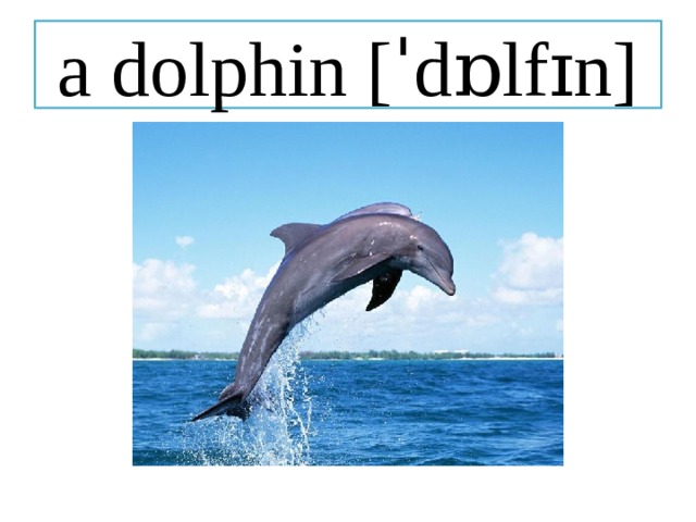 a dolphin [ˈdɒlfɪn] 