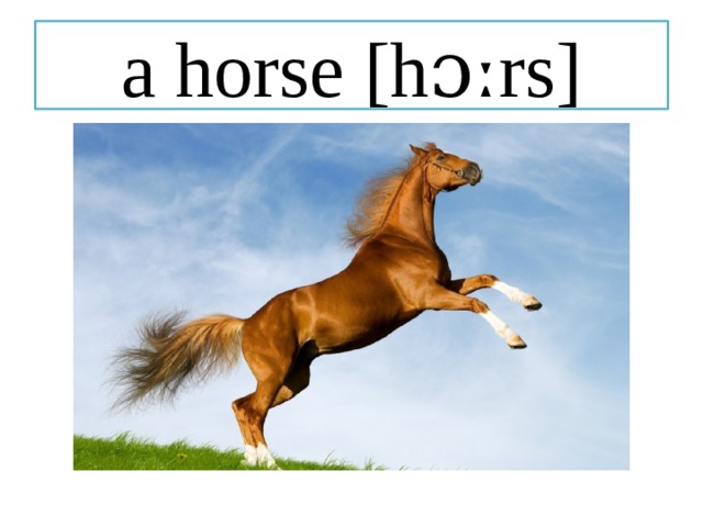 a horse [hɔːrs] 