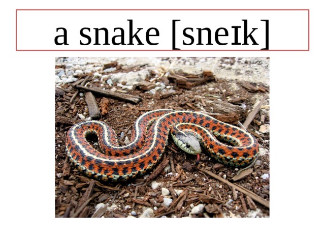 a snake [sneɪk] 
