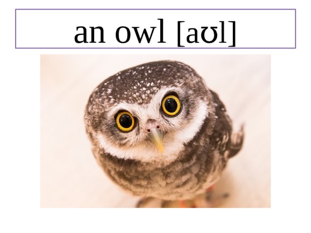 an owl [aʊl] 