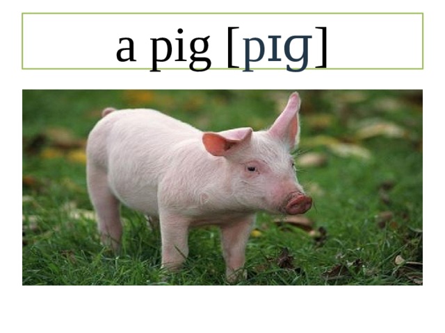 a pig [ pɪɡ ] 