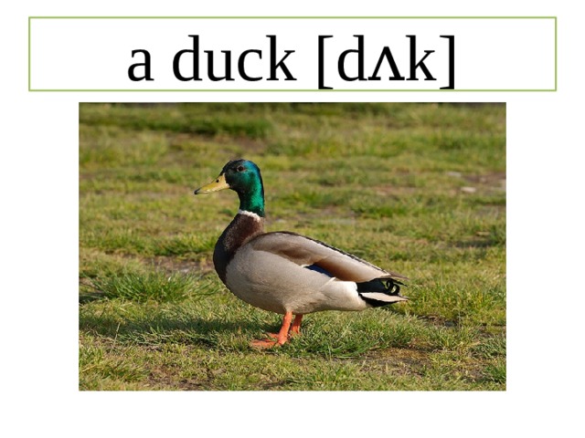 a duck [dʌk] 