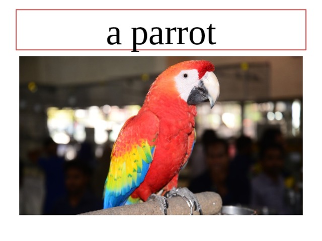 a parrot 