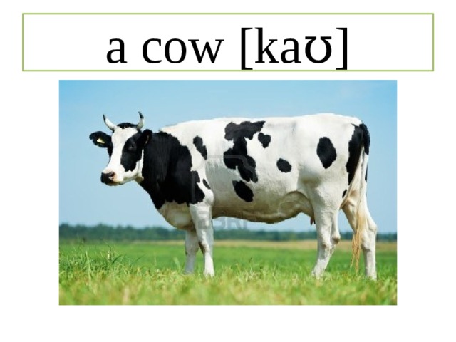 a cow [kaʊ] 