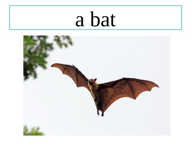 a bat 