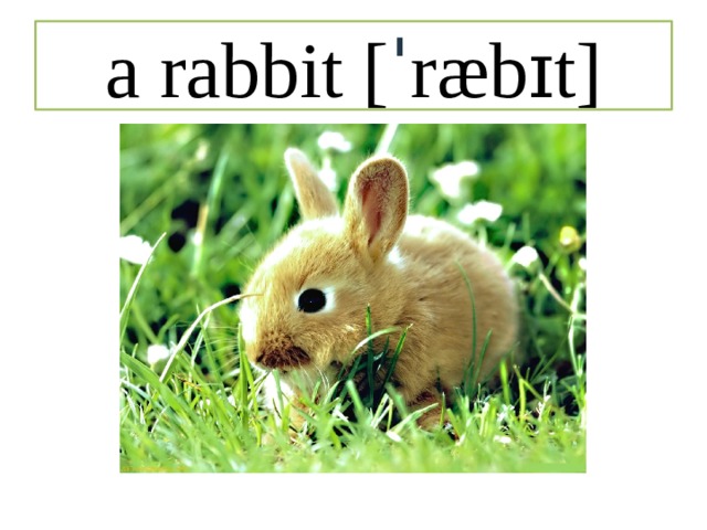 a rabbit [ ˈ ræbɪt] 