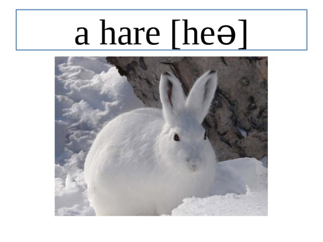 a hare [heə] 