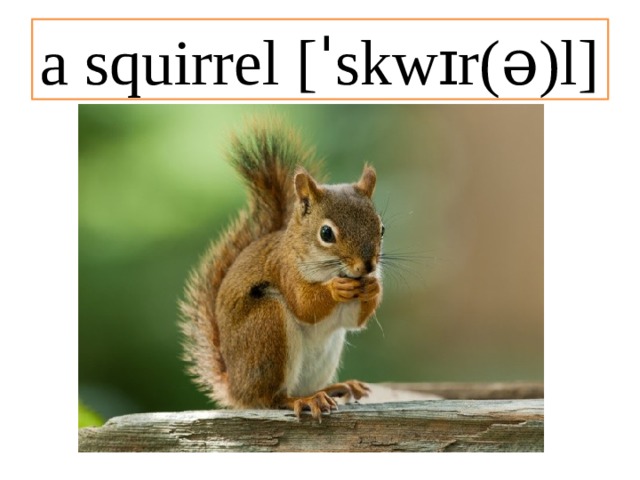 a squirrel [ˈskwɪr(ə)l] 