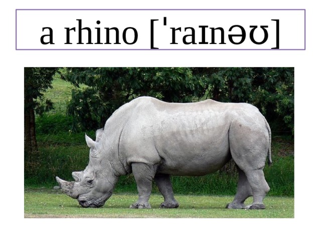 a rhino [ˈraɪnəʊ] 