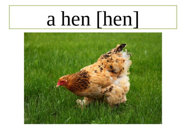 a hen [hen] 