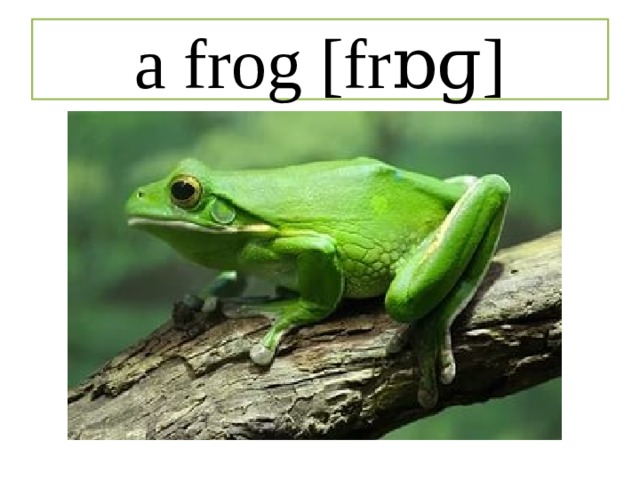 a frog [frɒɡ] 