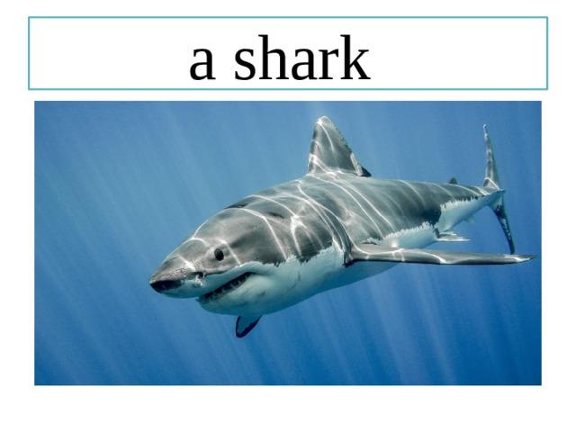 a shark 