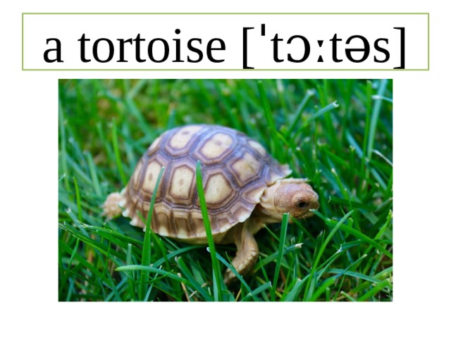 a tortoise [ˈtɔːtəs] 