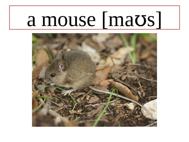 a mouse [maʊs] 