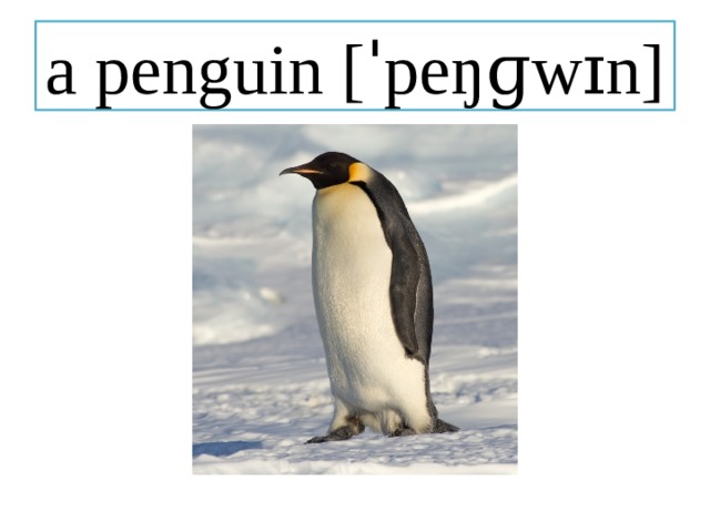 a penguin [ˈpeŋɡwɪn] 
