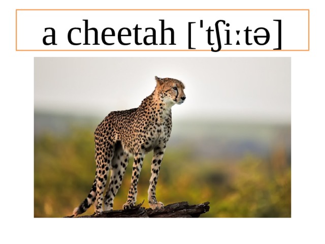 a cheetah [ˈtʃiːtə ] 