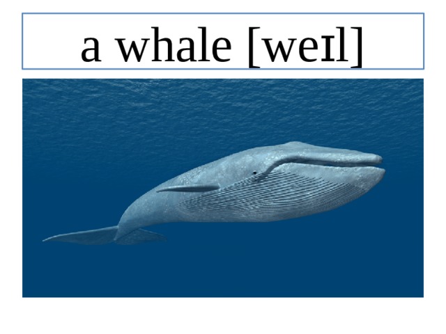 a whale [weɪl] 